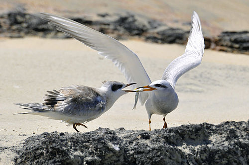 Snowy-crowned tern